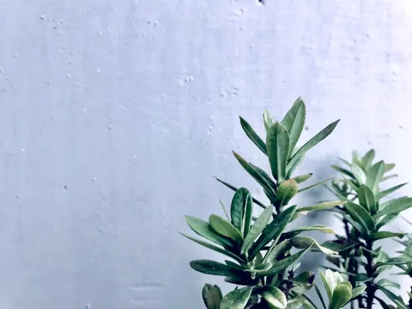 HippoZino Casino Stuðningur